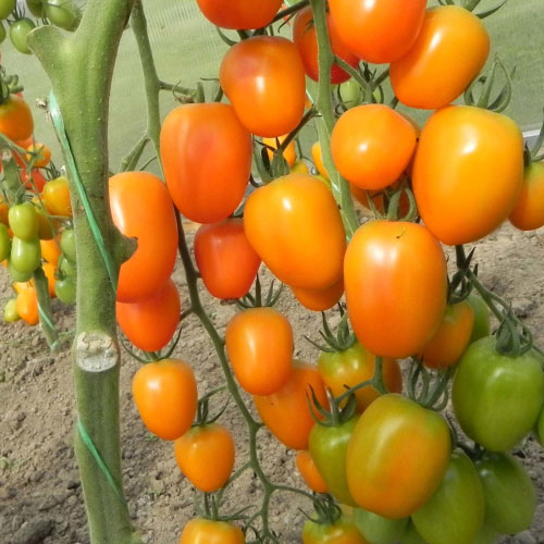 Томат Черри Медовые сливки F1 Premium Seeds изображение 1 артикул 83863