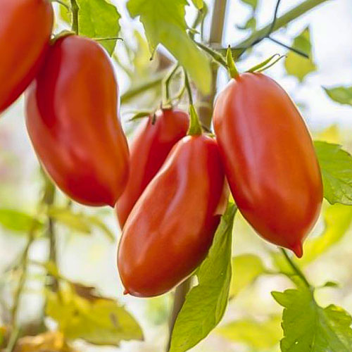 Томат Черри Шоколадные пальчики F1 Premium Seeds изображение 1 артикул 83866