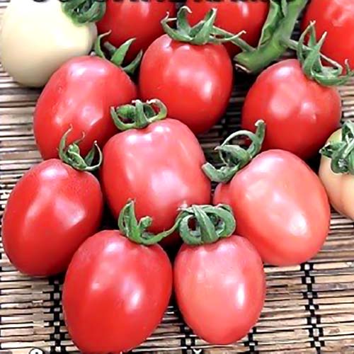 Томат Черри со сливками F1, семена изображение 1 артикул 65183