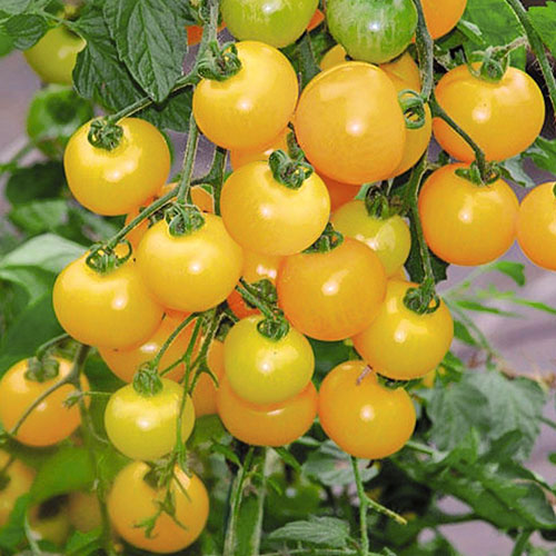 Томат Черри Золотые яблочки F1 Premium Seeds изображение 1 артикул 83861