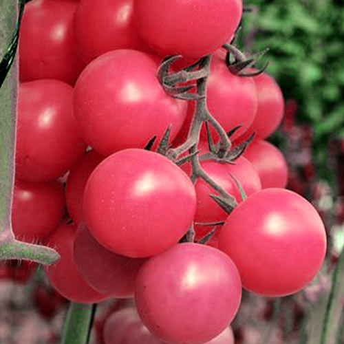 Томат-дерево Спрут Черри малиновый F1 изображение 1 артикул 65191