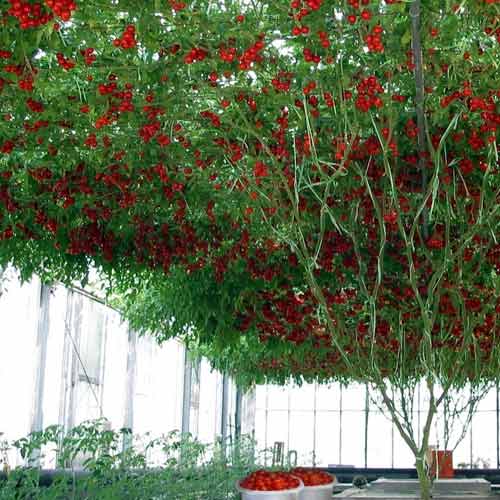 Томат-дерево Спрут сливка F1 изображение 1 артикул 65186