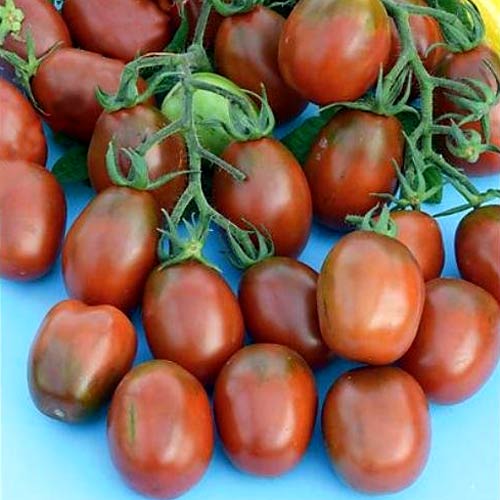 Томат-дерево Спрут сливка шоколадная F1, семена артикул фото 1 Томат-дерево Спрут сливка шоколадная F1, семена изображение 1 артикул 65189