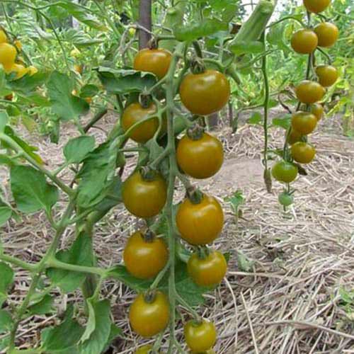 Томат Доктор Грин Сибирский сад изображение 1 артикул 98179