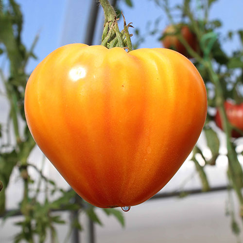 Томат Дынюшка F1 Premium Seeds изображение 1 артикул 83832