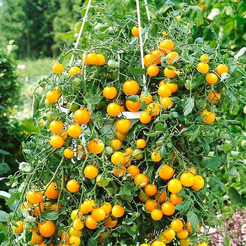 Томат карликовый Бэйби Йеллоу F1 изображение 1 артикул 65298