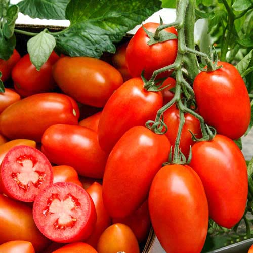 Томат Финик красный F1 Русский огород НК изображение 1 артикул 69918