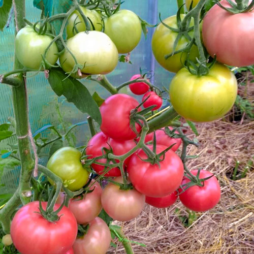 Томат Герман F1 Уральский дачник артикул фото 1 Томат Герман F1 Уральский дачник изображение 1 артикул 83128