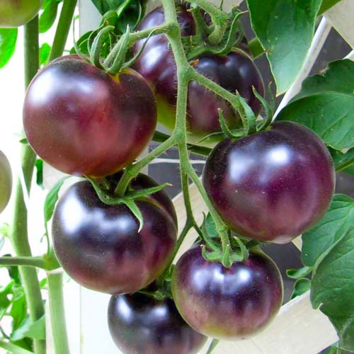 Томат Голубая лагуна изображение 1 артикул 71073