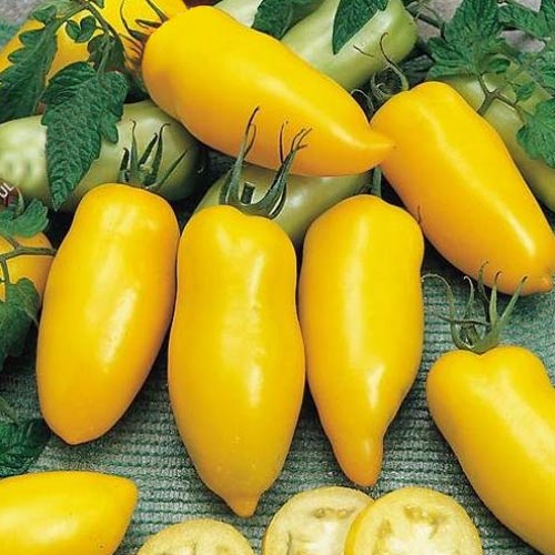 Томат Идальго сахарный F1 артикул фото 1 Томат Идальго сахарный F1 изображение 1 артикул 65157