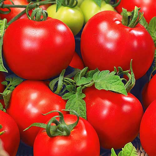 Томат Ирина F1 Седек изображение 1 артикул 71691