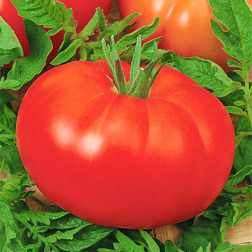 Томат Ивановна Уральский дачник артикул фото 1 Томат Ивановна Уральский дачник изображение 1 артикул 83089