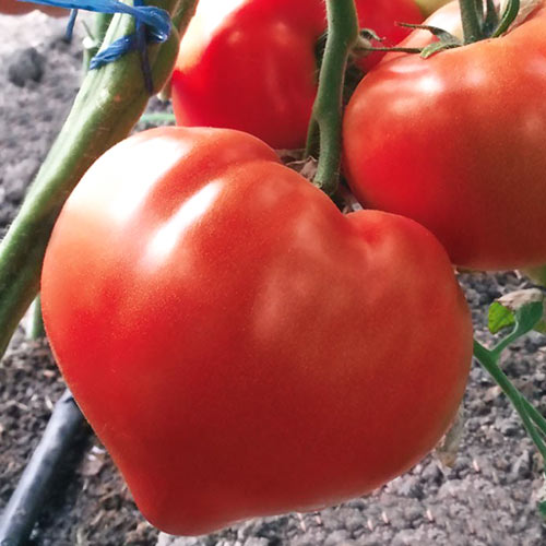 Томат Изабель F1 артикул фото 1 Томат Изабель F1 изображение 1 артикул 69822