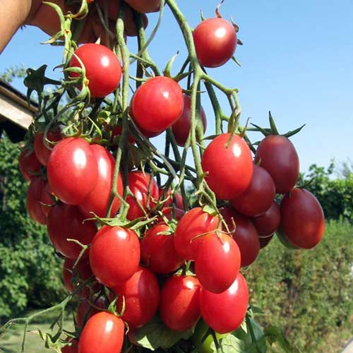 Томат Изюм F1 Седек артикул фото 1 Томат Изюм F1 Седек изображение 1 артикул 84923