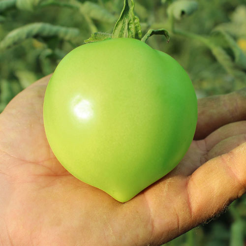 Томат Изумрудные купола F1 Premium Seeds изображение 1 артикул 83836