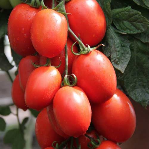 Томат Железная леди F1 Седек артикул фото 1 Томат Железная леди F1 Седек изображение 1 артикул 84921