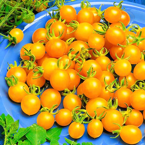 Томат Жемчужина желтая Седек изображение 1 артикул 71688