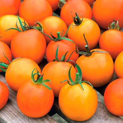 Томат Жемчужина оранжевая Седек артикул фото 1 Томат Жемчужина оранжевая Седек изображение 1 артикул 71690