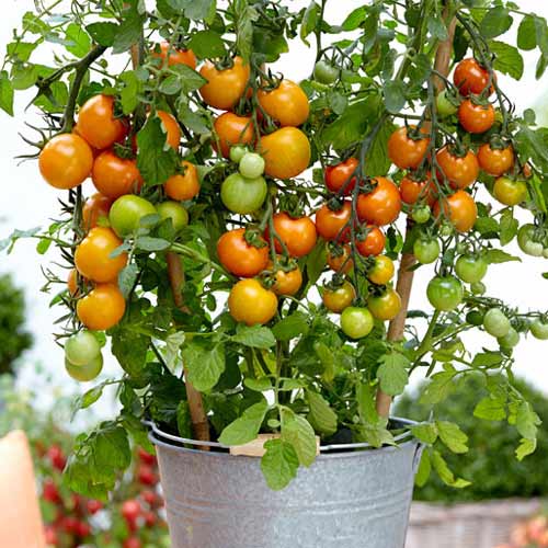 Томат Карлито Голд F1 артикул фото 1 Томат Карлито Голд F1 изображение 1 артикул 74034