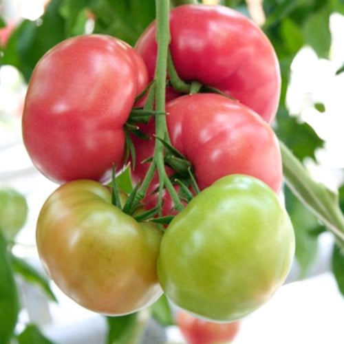 Томат Киото F1 изображение 1 артикул 69823