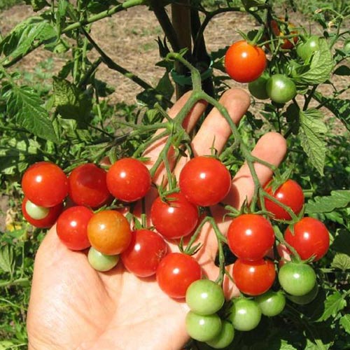 Томат Киш-миш красный F1 Русский огород НК изображение 1 артикул 84995