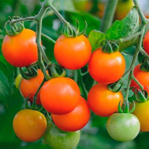 Томат Киш-миш оранжевый F1 Русский огород НК артикул фото 1 Томат Киш-миш оранжевый F1 Русский огород НК изображение 1 артикул 84996