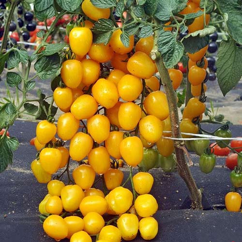 Томат Клубничка желтая F1 Русский огород НК изображение 1 артикул 84115