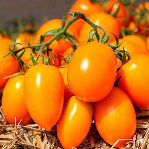 Томат Клубничка оранжевая F1 Русский огород НК артикул фото 1 Томат Клубничка оранжевая F1 Русский огород НК изображение 1 артикул 84113