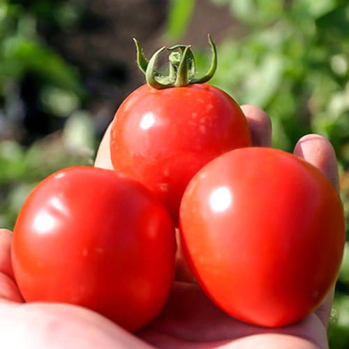 Томат Консерватто F1 изображение 1 артикул 69824