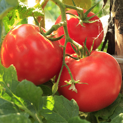 Томат Красная гвардия F1 Уральский дачник артикул фото 1 Томат Красная гвардия F1 Уральский дачник изображение 1 артикул 83130