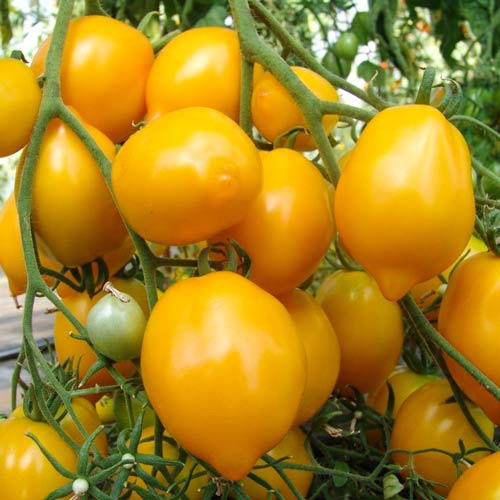 Томат Лимон лиана Седек изображение 1 артикул 71696