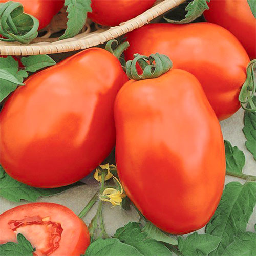 Томат Лорд Уральский дачник артикул фото 1 Томат Лорд Уральский дачник изображение 1 артикул 83035