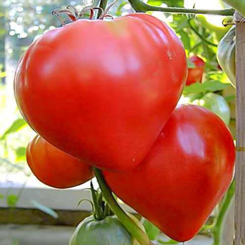 Томат Любовь да голуби F1 Premium Seeds изображение 1 артикул 83841