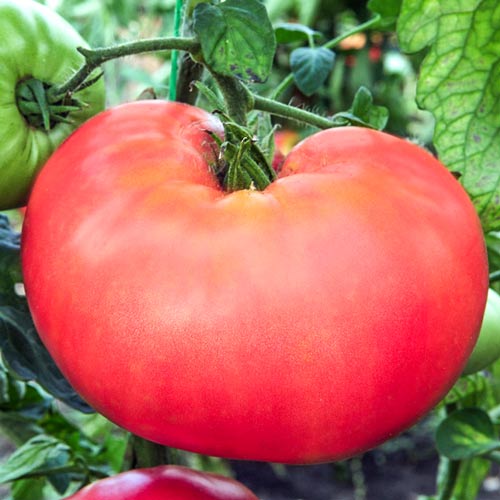 Томат Малиновая кубышка Седек изображение 1 артикул 71697