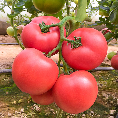 Томат Малиновый мед F1 Premium Seeds изображение 1 артикул 83842