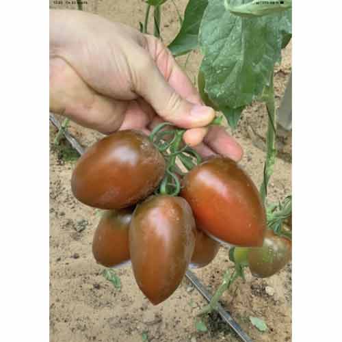 Томат Мар Саба F1 Семко артикул фото 1 Томат Мар Саба F1 Семко изображение 1 артикул 82578