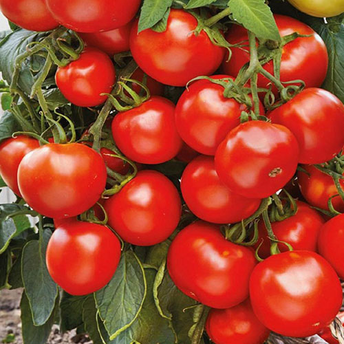 Томат Марьина роща, F1 Уральский дачник артикул фото 1 Томат Марьина роща, F1 Уральский дачник изображение 1 артикул 83129