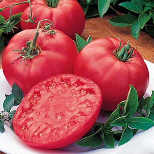 Томат Мастер Гарден F1 Русский огород НК артикул фото 1 Томат Мастер Гарден F1 Русский огород НК изображение 1 артикул 82784