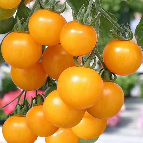 Томат Медовая Гроздь, семена изображение 1 артикул 5952