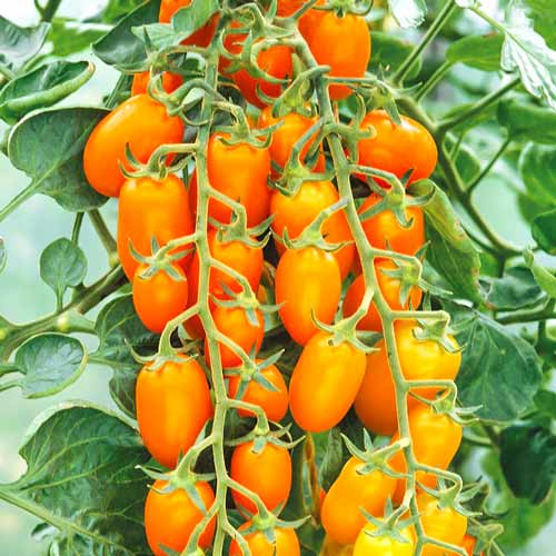 Томат Медовая конфетка F1 изображение 1 артикул 71700