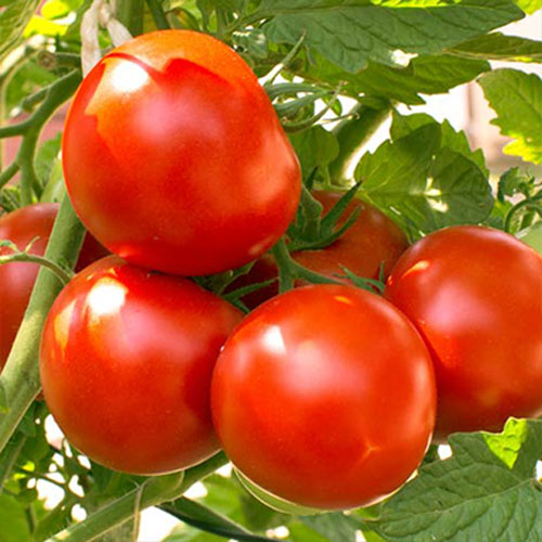 Томат Метелица, семена изображение 1 артикул 66347