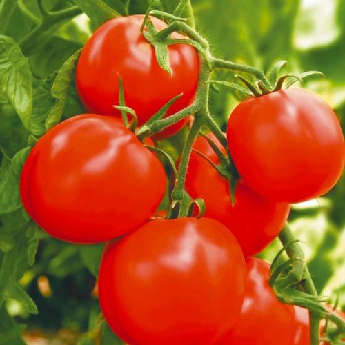 Томат Натс F1 артикул фото 1 Томат Натс F1 изображение 1 артикул 69827