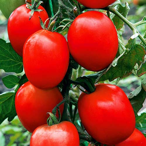 Томат Непас 13 (Непасынкующийся сливовидный) Седек артикул фото 1 Томат Непас 13 (Непасынкующийся сливовидный) Седек изображение 1 артикул 71706