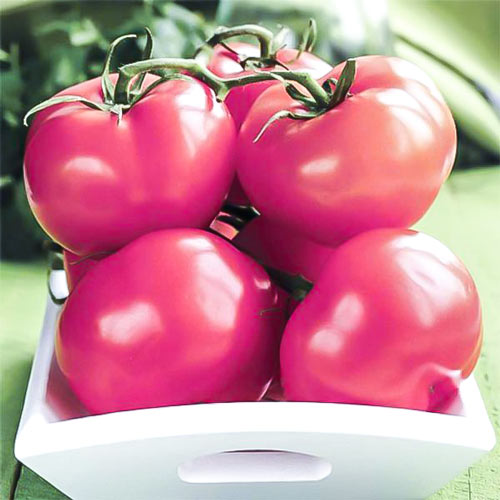 Томат Непас 2 (Непасынкующийся малиновый) изображение 1 артикул 71981