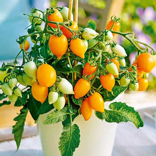 Томат Непас 4 (Непасынкующийся оранжевый сердцевидный) изображение 1 артикул 71984