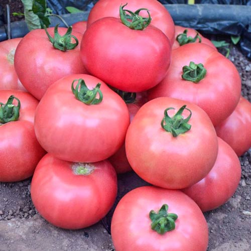 Томат Непасынкующийся малиновый изображение 1 артикул 71717