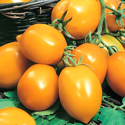 Томат Непасынкующийся оранжевый с носиком Седек изображение 1 артикул 71718