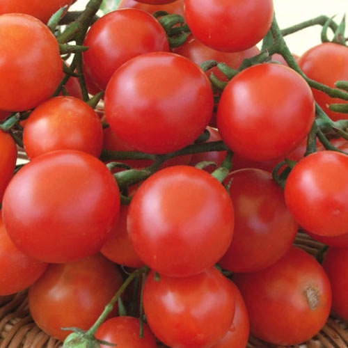 Томат Новатто F1 артикул фото 1 Томат Новатто F1 изображение 1 артикул 69828