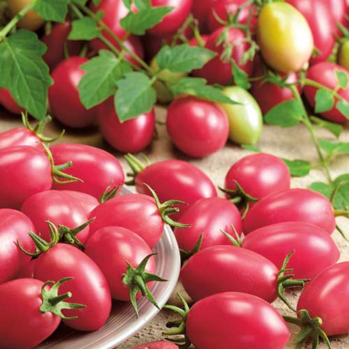 Томат Новичок розовый Седек артикул фото 1 Томат Новичок розовый Седек изображение 1 артикул 84062