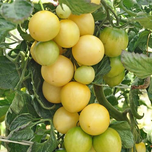 Томат Персик белый F1 Русский огород НК изображение 1 артикул 84112